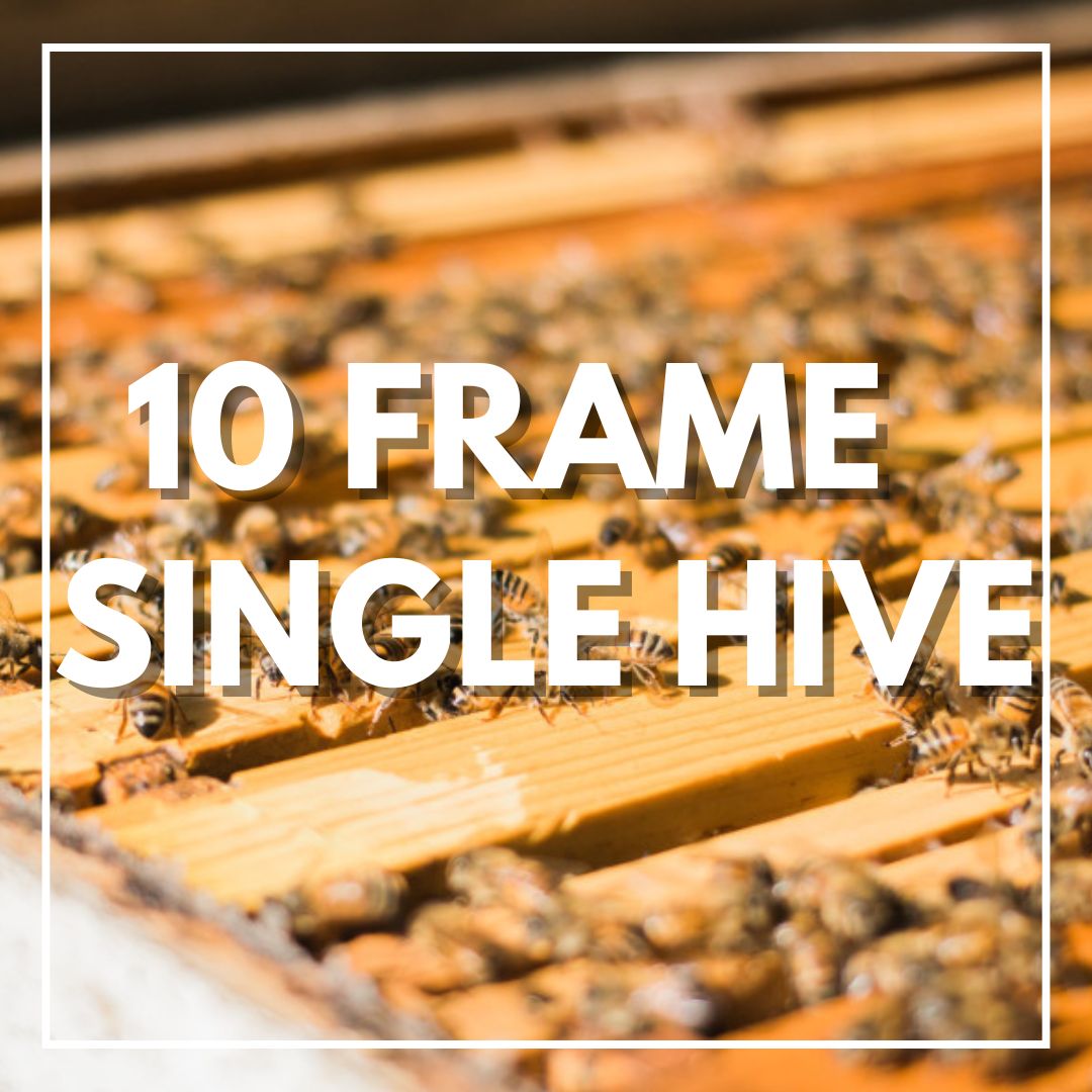 SINGLE HIVES