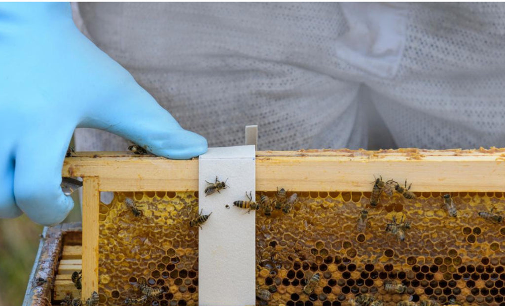 APIVAR 2.0 - Varroa Mite Treatment