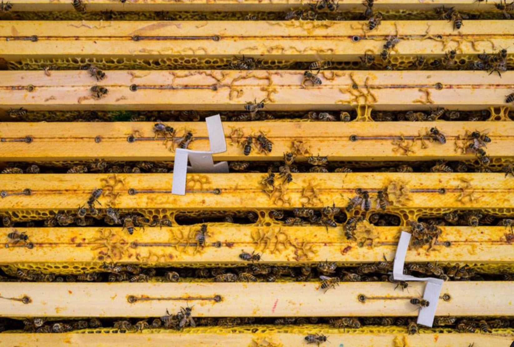 APIVAR 2.0 - Varroa Mite Treatment