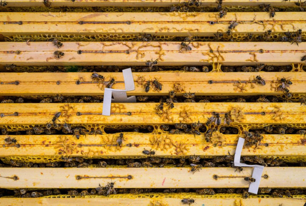 APIVAR 2.0 - Varroa Mite Treatment