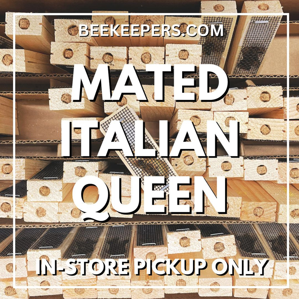 Italian - Mated Queen Bee