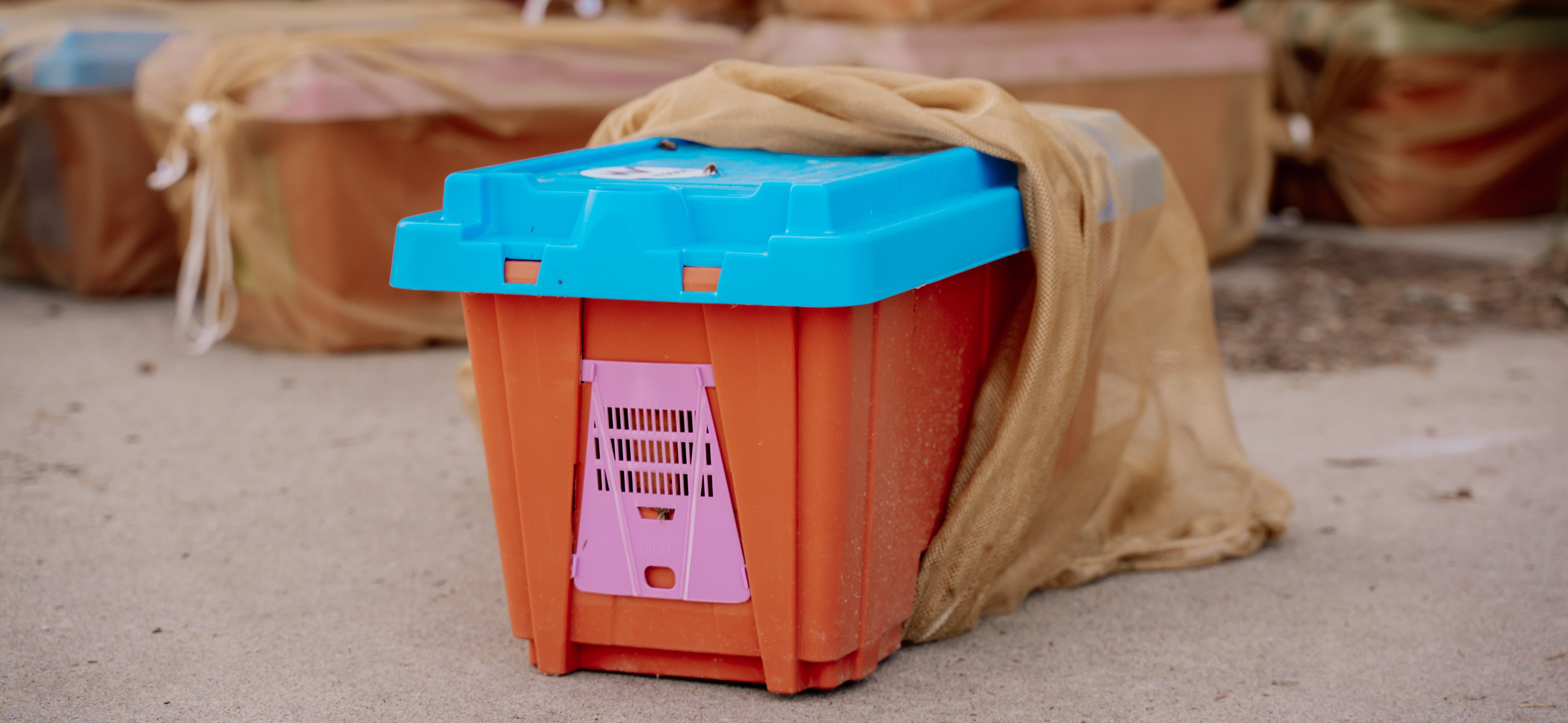 2026 NUC 5 Frame - Italian