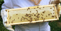 CLASS- Honey Extraction (hands-on)