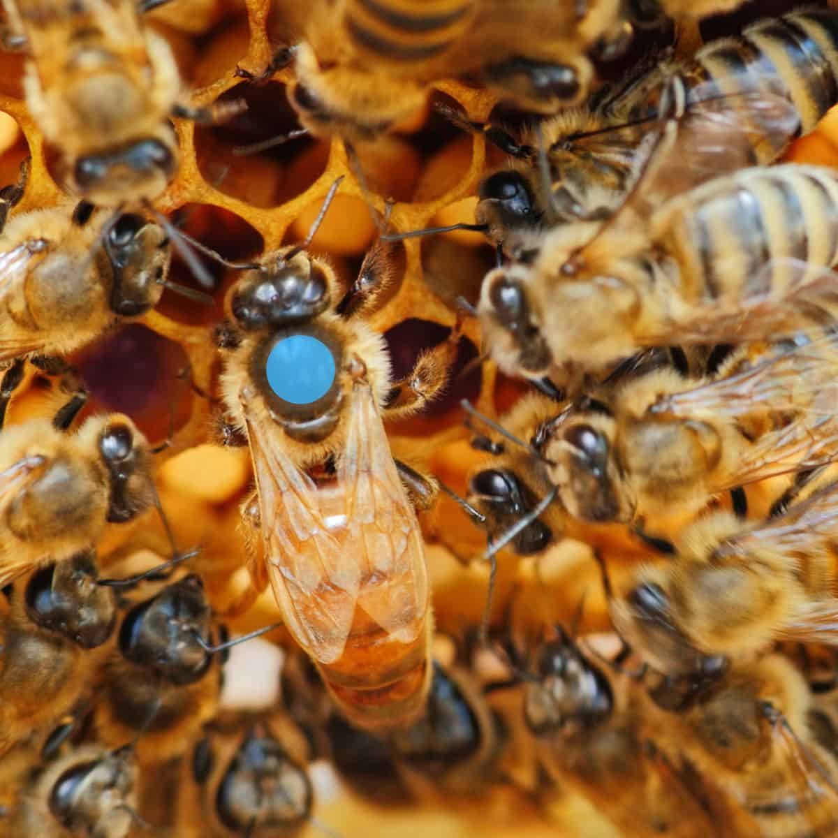 Mated Italian Queen Bee (In-Store Pickup)