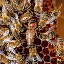 2024 BEE PACKAGE 3LB WITH MATED QUEEN - Italian